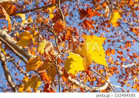 深まる秋に染まる紅葉の風景 深まる秋に染まる紅葉の風景 132494595