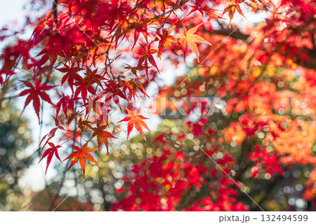 深まる秋に染まる紅葉の風景 深まる秋に染まる紅葉の風景 132494599