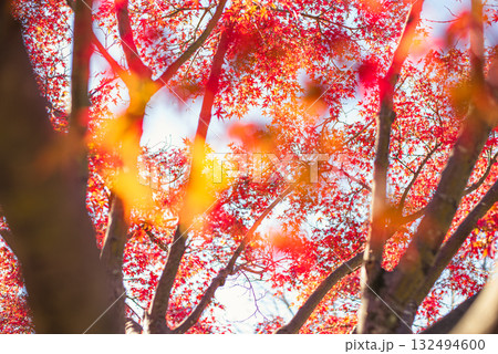 深まる秋に染まる紅葉の風景 132494600