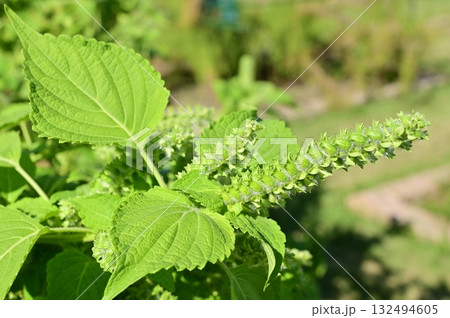 エゴマ（シソ科）一年草 132494605