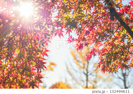 深まる秋に染まる紅葉の風景 132494611