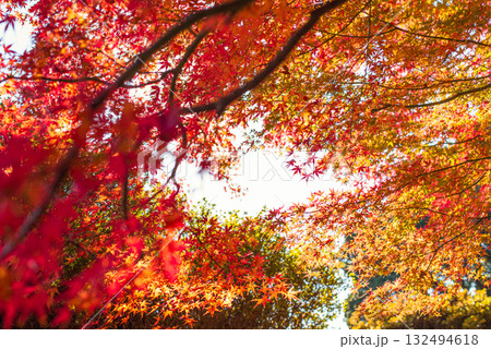 深まる秋に染まる紅葉の風景 132494618