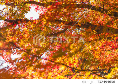 深まる秋に染まる紅葉の風景 深まる秋に染まる紅葉の風景 132494636