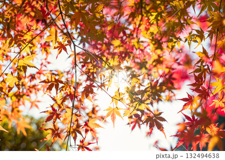 深まる秋に染まる紅葉の風景 132494638