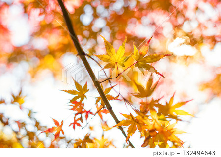 深まる秋に染まる紅葉の風景 深まる秋に染まる紅葉の風景 132494643
