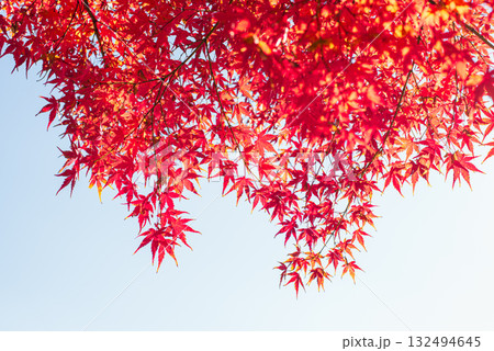 深まる秋に染まる紅葉の風景 132494645