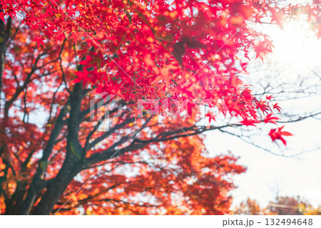 深まる秋に染まる紅葉の風景 深まる秋に染まる紅葉の風景 132494648
