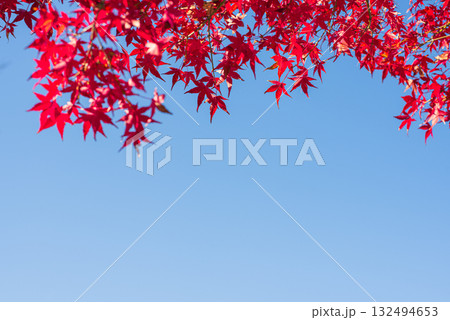 深まる秋に染まる紅葉の風景 深まる秋に染まる紅葉の風景 132494653