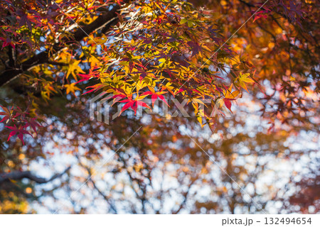 深まる秋に染まる紅葉の風景 132494654