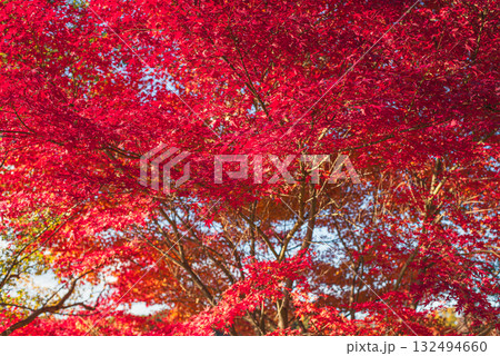 深まる秋に染まる紅葉の風景 132494660