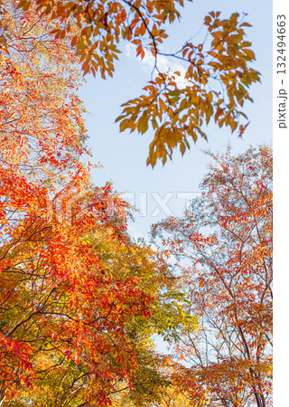 深まる秋に染まる紅葉の風景 132494663