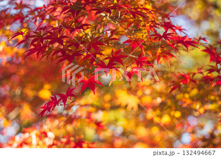 深まる秋に染まる紅葉の風景 132494667
