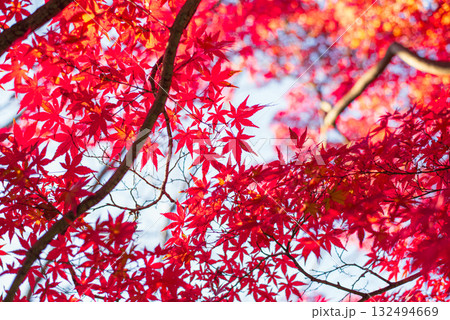 深まる秋に染まる紅葉の風景 132494669