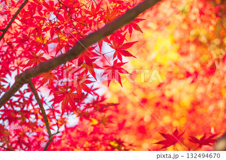 深まる秋に染まる紅葉の風景 深まる秋に染まる紅葉の風景 132494670