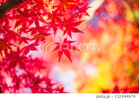 深まる秋に染まる紅葉の風景 132494674