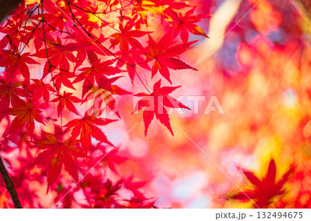 深まる秋に染まる紅葉の風景 132494675