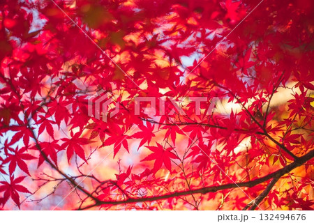 深まる秋に染まる紅葉の風景 132494676