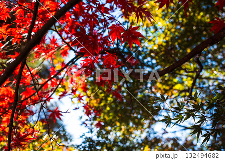 深まる秋に染まる紅葉の風景 深まる秋に染まる紅葉の風景 132494682