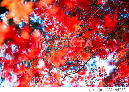 深まる秋に染まる紅葉の風景 132494685