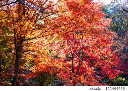 深まる秋に染まる紅葉の風景 深まる秋に染まる紅葉の風景 132494686