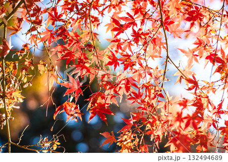 深まる秋に染まる紅葉の風景 深まる秋に染まる紅葉の風景 132494689