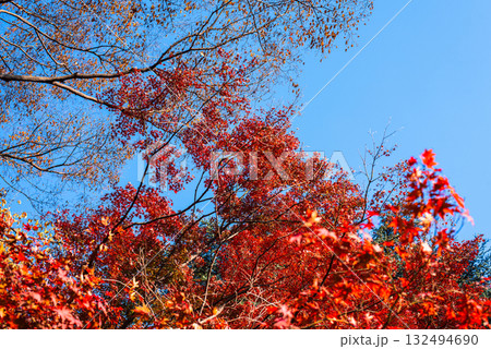 深まる秋に染まる紅葉の風景 132494690