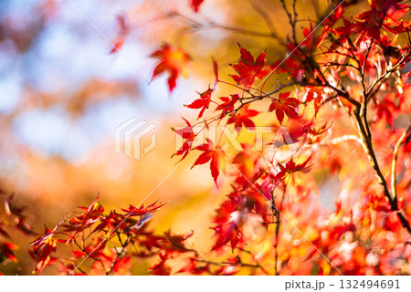 深まる秋に染まる紅葉の風景 132494691