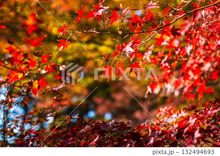 深まる秋に染まる紅葉の風景 深まる秋に染まる紅葉の風景 132494693