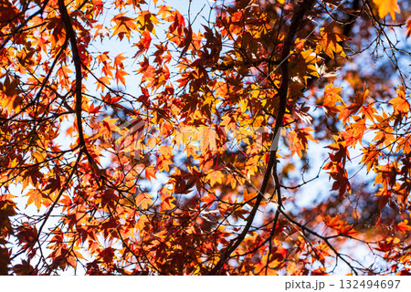 深まる秋に染まる紅葉の風景 深まる秋に染まる紅葉の風景 132494697