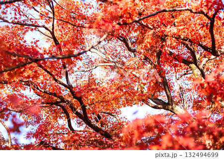 深まる秋に染まる紅葉の風景 深まる秋に染まる紅葉の風景 132494699