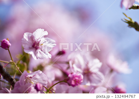 青空の下にカワヅザクラ（河津桜）の花が咲いています。 132494767