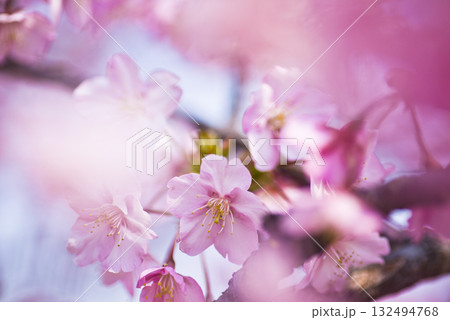 青空の下にカワヅザクラ（河津桜）の花が咲いています。 132494768