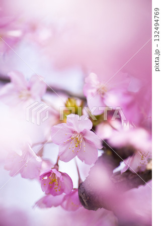 青空の下にカワヅザクラ（河津桜）の花が咲いています。 132494769