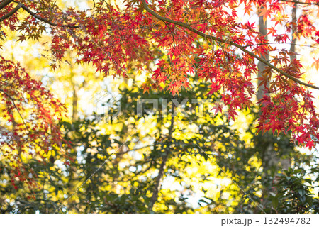 深まる秋に染まる紅葉の風景 132494782