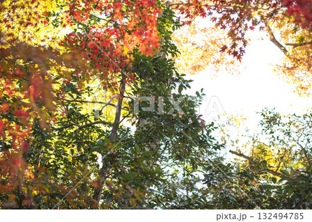 深まる秋に染まる紅葉の風景 深まる秋に染まる紅葉の風景 132494785