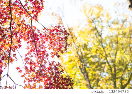 深まる秋に染まる紅葉の風景 132494786