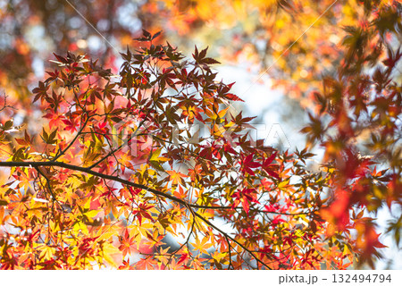 深まる秋に染まる紅葉の風景 深まる秋に染まる紅葉の風景 132494794