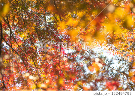 深まる秋に染まる紅葉の風景 深まる秋に染まる紅葉の風景 132494795