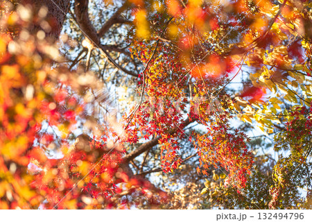 深まる秋に染まる紅葉の風景 深まる秋に染まる紅葉の風景 132494796