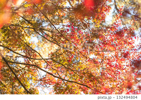 深まる秋に染まる紅葉の風景 132494804