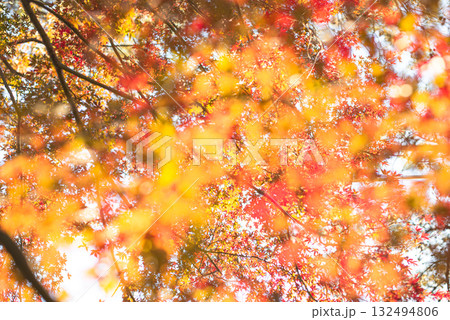 深まる秋に染まる紅葉の風景 132494806