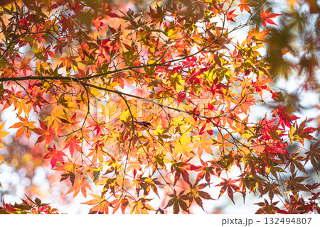 深まる秋に染まる紅葉の風景 132494807