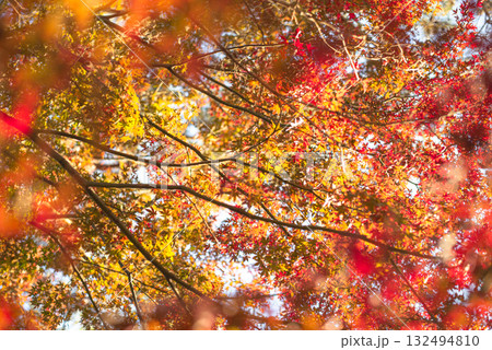 深まる秋に染まる紅葉の風景 深まる秋に染まる紅葉の風景 132494810