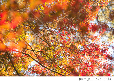 深まる秋に染まる紅葉の風景 132494813
