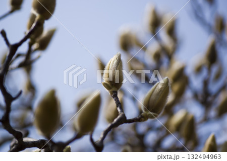 ハクモクレンがつぼみの状態です。学名はMagnolia denudataです。 ハクモクレンがつぼみの状態です。学名はMagnolia denudataです。 132494963