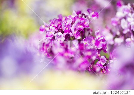 公園の花壇に色とりどりのキンギョソウが咲いています。 公園の花壇に色とりどりのキンギョソウが咲いています。 132495124