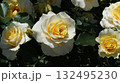 複数のクリーム色の中輪バラ　右横向き 132495230