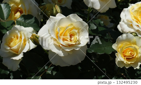 複数のクリーム色の中輪バラ　右横向き 132495230