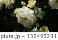 複数のバラとうつむく白いバラ　左斜め下向き 132495231