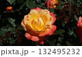 秋の日差しを浴び輝き咲いたバイカラーの大輪バラ　黄ピンク 132495232